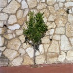 gardening_the_suburbs_6 001