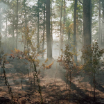 rsz_shanelavalette_onesun_06