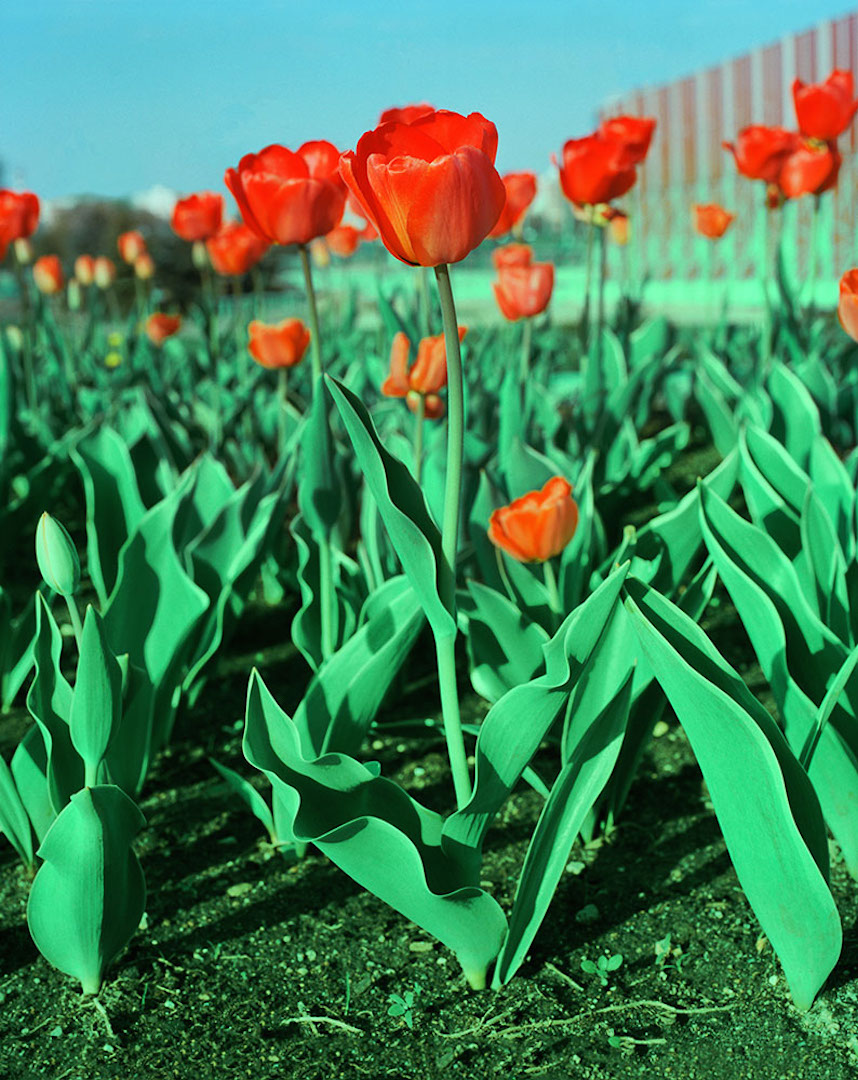 085_TULIPS_Andrew_Miksys