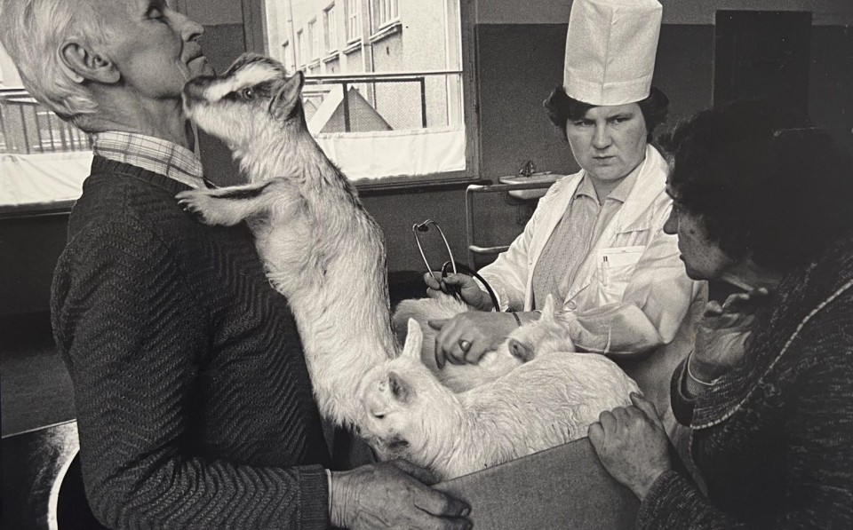A. Macijauskas. Kauno veterinarijos klinikose, 1980 m.
