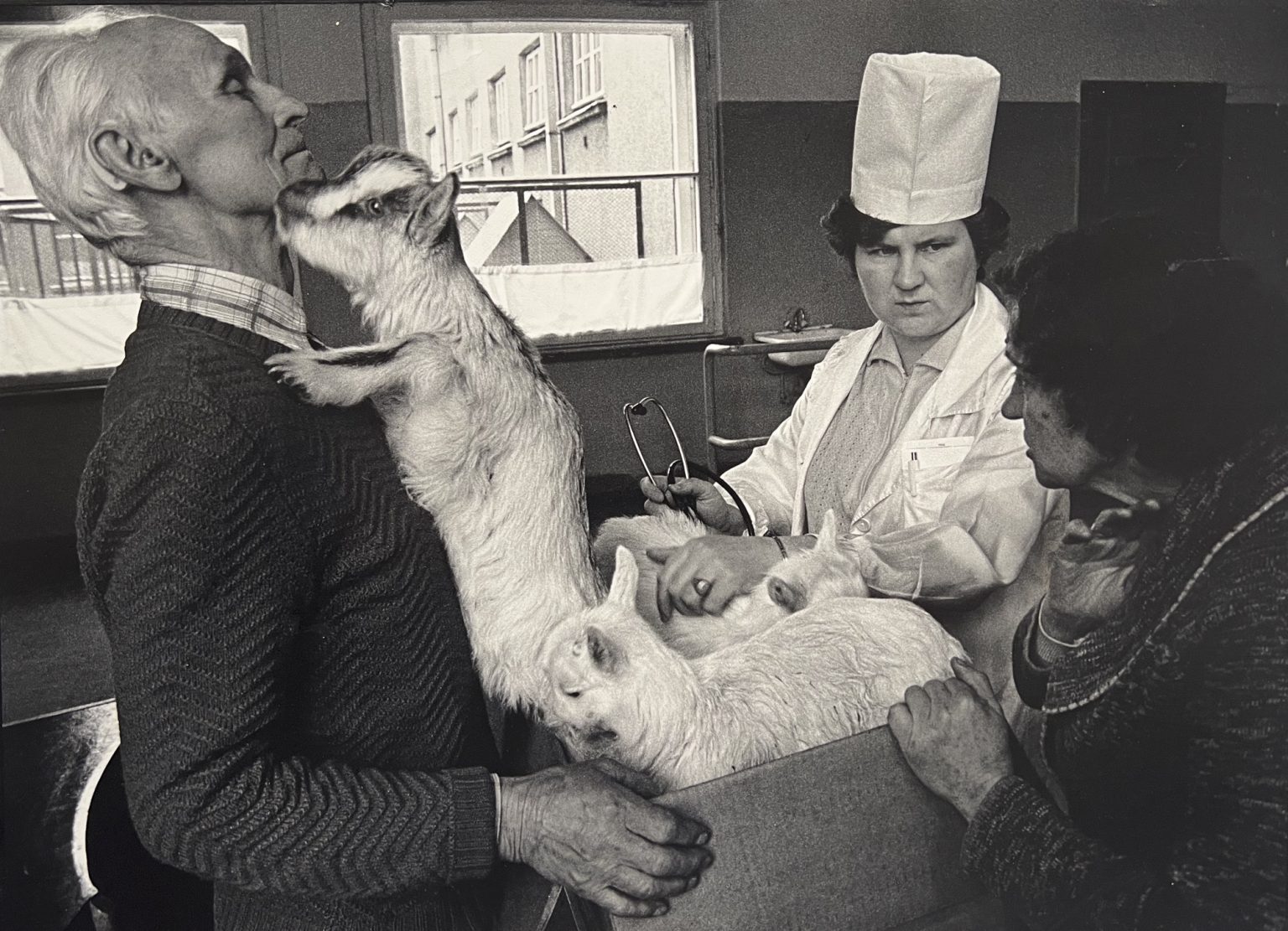 A. Macijauskas. Kauno veterinarijos klinikose, 1980 m.